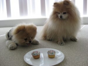 http://www.boothedog.net/wp-content/uploads/2019/01/boo-the-dog-birthday-300x225.jpg